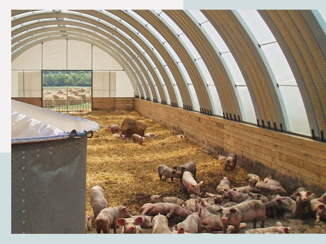 Строительство свинарников в Надыме